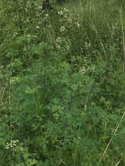 Thalictrum polycarpum, photographed by Daniel Kennedy