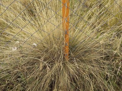 Festuca dolichophylla, photographed by Humber Alberto