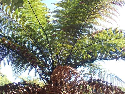Dicksonia squarrosa, photographed by Kelvin Perrie