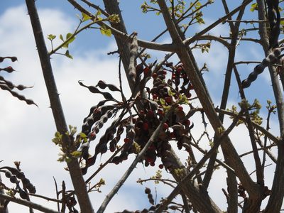 Erythrina americana, photographed by Oscar Alejandro Morales Juárez