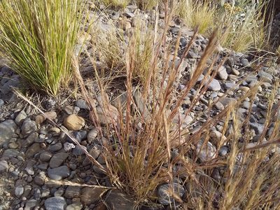 Festuca bromoides, photographed by Humber Alberto