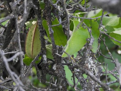 Aristolochia californica, photographed by Mary K. Hanson