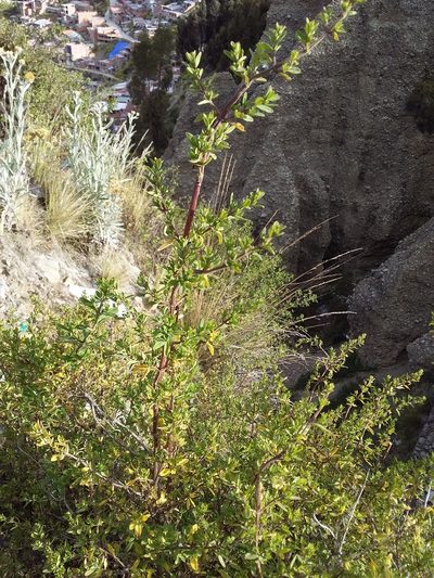 Clinopodium bolivianum, photographed by Humber Alberto