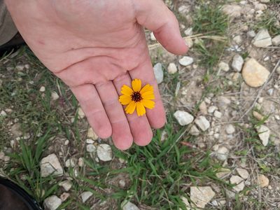 Thelesperma filifolium, photographed by Cleveland Powell
