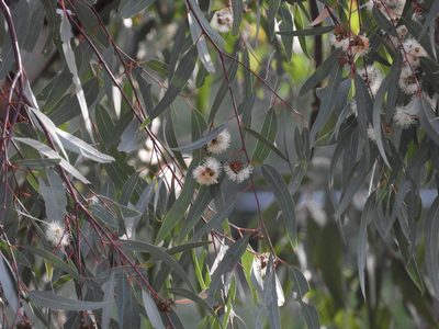 Eucalyptus camaldulensis, photographed by Mary K. Hanson