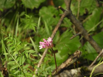 Dichelostemma volubile
