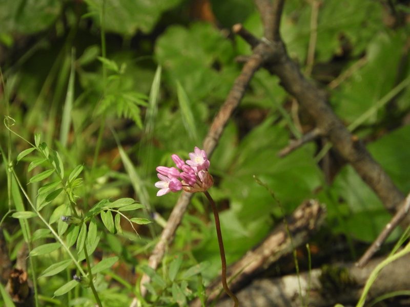 Dichelostemma volubile, photographed by Mary K. Hanson