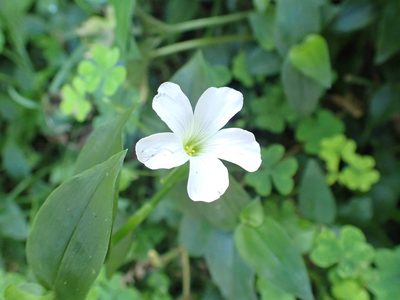 Oxalis incarnata, photographed by Kelvin Perrie