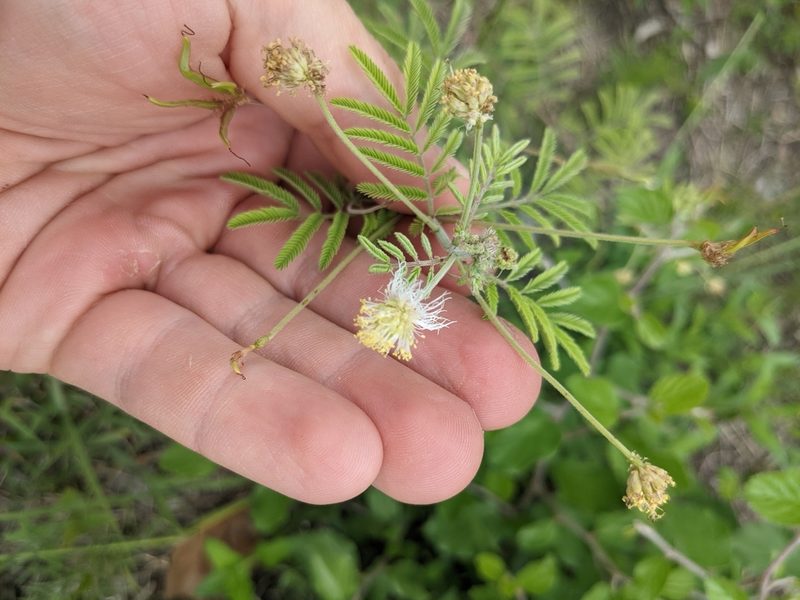 Desmanthus velutinus, photographed by Cleveland Powell