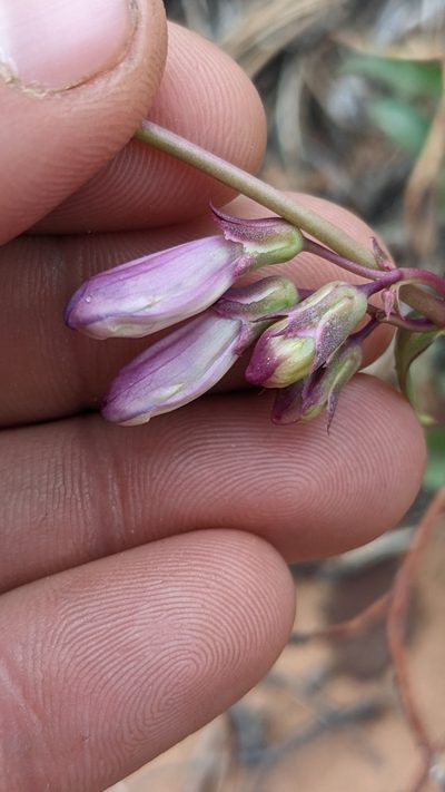 Penstemon laevis, photographed by Darrin Gobble