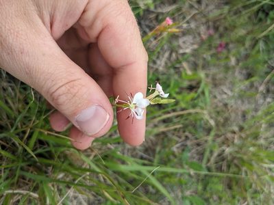 Oenothera suffulta, photographed by Cleveland Powell