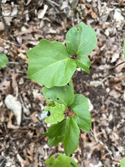 Styrax platanifolius, photographed by lanechaffin