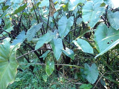 Colocasia fontanesii, photographed by Kelvin Perrie