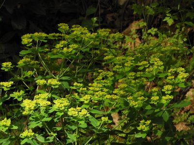 Euphorbia oblongata, photographed by Mary K. Hanson