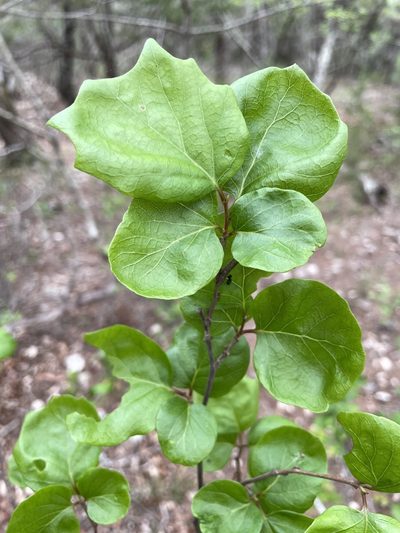 Styrax platanifolius, photographed by lanechaffin