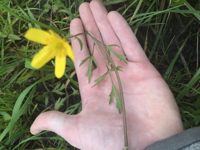 Ranunculus orthorhynchus, photographed by Daniel Kennedy