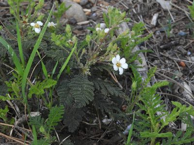 Chamaebatia foliolosa, photographed by Mary K. Hanson