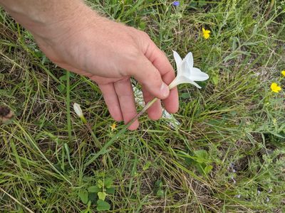 Zephyranthes drummondii, photographed by Cleveland Powell
