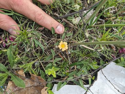 Sida abutilifolia, photographed by Cleveland Powell