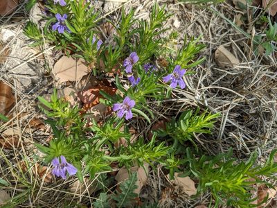 Dyschoriste linearis, photographed by Cleveland Powell