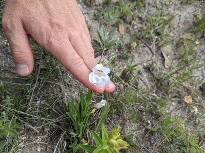 Penstemon cobaea, photographed by Cleveland Powell