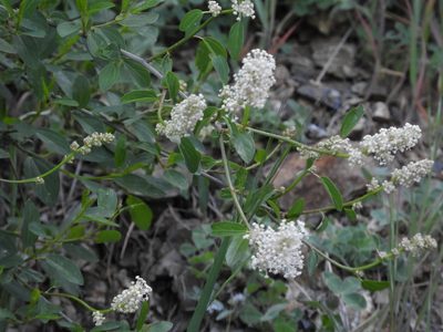 Ceanothus integerrimus, photographed by Mary K. Hanson