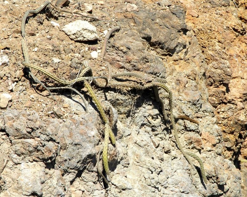 Selenicereus vagans, photographed by Francisco Farriols Sarabia