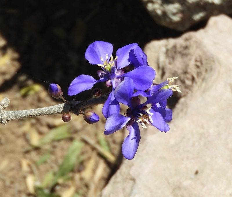 Guaiacum coulteri, photographed by Francisco Farriols Sarabia
