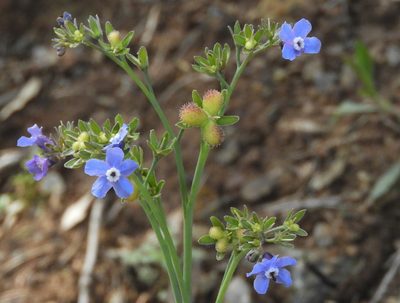 Adelinia grandis