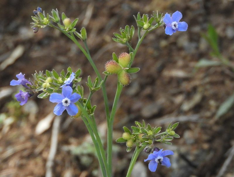 Adelinia grandis, photographed by Mary K. Hanson