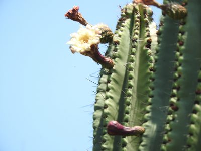 Stenocereus queretaroensis, photographed by Oscar Alejandro Morales Juárez