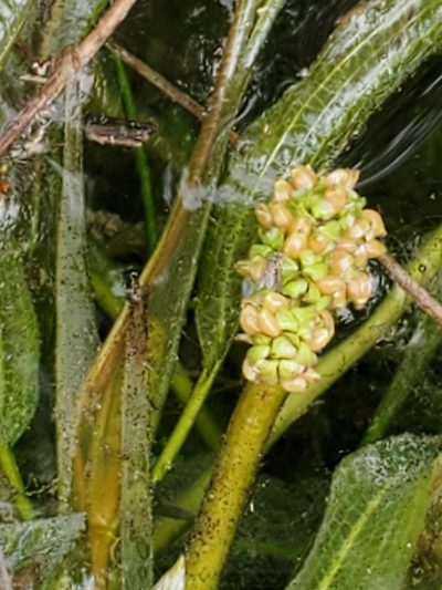 Potamogeton illinoensis, photographed by Jo Roberts