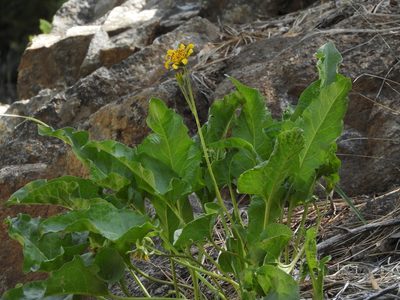 Balsamorhiza deltoidea, photographed by Mary K. Hanson