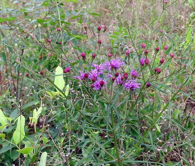 Vernonia angustifolia, photographed by Lauren McLaurin