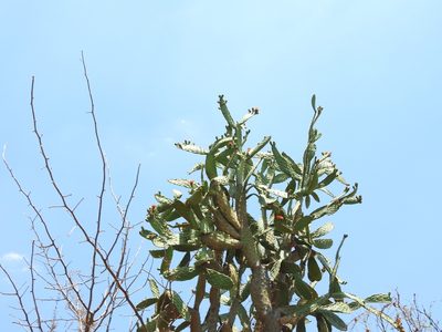 Opuntia jaliscana, photographed by Oscar Alejandro Morales Juárez