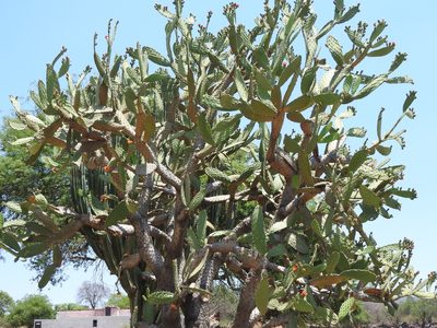 Opuntia jaliscana, photographed by Oscar Alejandro Morales Juárez