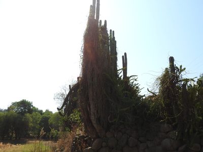 Lophocereus marginatus, photographed by Oscar Alejandro Morales Juárez