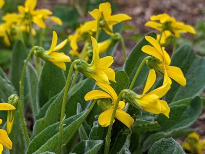 Viola praemorsa, photographed by Braden J. Judson