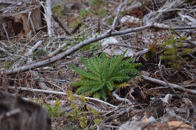 Cirsium brevistylum, photographed by Liam Steele