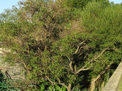 Erythrina crista-galli, photographed by Ezequiel Vera