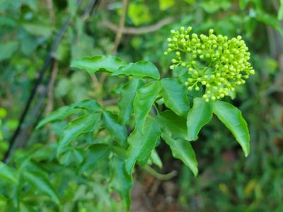 Amyris texana, photographed by johnyochum
