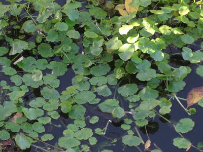 Hydrocotyle ranunculoides, photographed by Ezequiel Vera