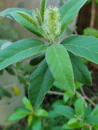 Croton incanus, photographed by johnyochum
