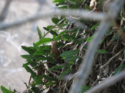 Microgramma mortoniana, photographed by Ezequiel Vera