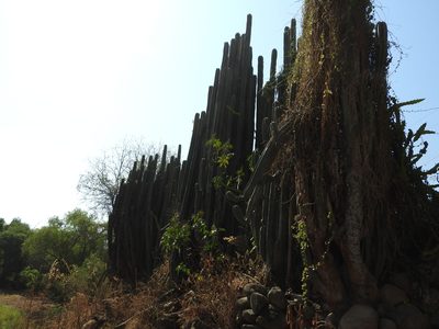 Lophocereus marginatus, photographed by Oscar Alejandro Morales Juárez