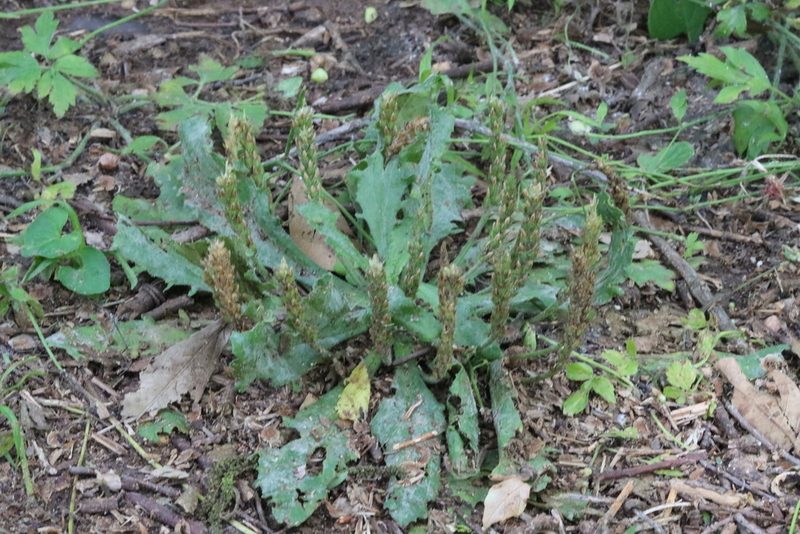 Plantago rhodosperma, photographed by Rich Sommer