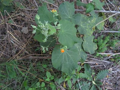 Abutilon grandifolium, photographed by Ezequiel Vera
