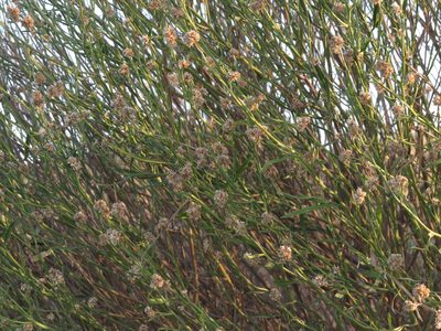 Baccharis spicata, photographed by Ezequiel Vera