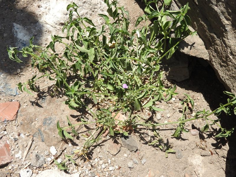 Dicliptera peduncularis, photographed by Oscar Alejandro Morales Juárez