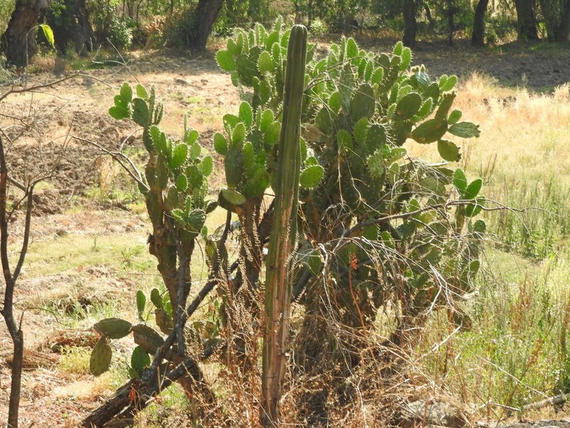 Lophocereus marginatus, photographed by Oscar Alejandro Morales Juárez